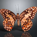 Vibrant Butterfly with Orange Black Patterns and White Spots on Wings and Dark Background Reflection