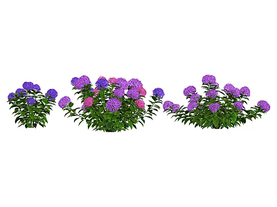 Beautiful Purple And Pink Flower Plants With Green Leaves In Garden Clusters 3d model