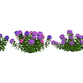 Beautiful Purple And Pink Flower Plants With Green Leaves In Garden Clusters