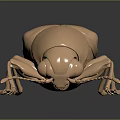 Shiny Golden Metallic Beetle with Reflection on Dark Background Close Up 3d model
