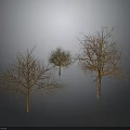 Leafless Trees with Bare Trunks and Branches against Gray Background and Ground Reflections