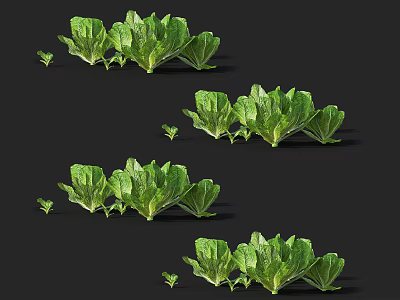 Healthy Vibrant Fresh Green Leafy Vegetables in Multiple Clusters on Black Background 3d model