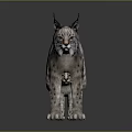 Alert Wild Lynx with Tufted Ears and Spotted Fur Standing on Dark Isolated Background