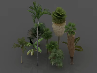 Various Types of Tropical Trees with Different Foliage and Trunk Shapes 3d model