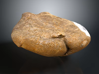 Natural Stone and Wood Material with Brown Textured Surface and Organic Design 3d model
