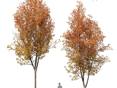 Two Tall Autumn Arbor Trees With Orange Yellow Leaves In Natural Outdoor Scene 3d model