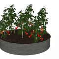 Tomato Plants Growing in Round Metal Container With Green Leaves and Red Fruits