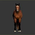 Brown Horse With Black Mane Wearing Bridle Standing Against Gray Background