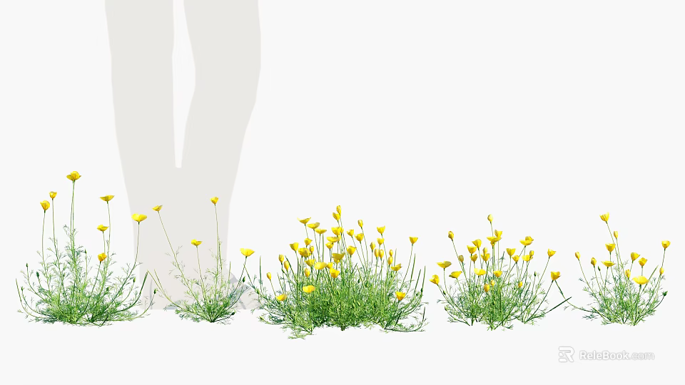 Clumps Of Small Yellow Flowers In Green Grass With White Background 3d model 