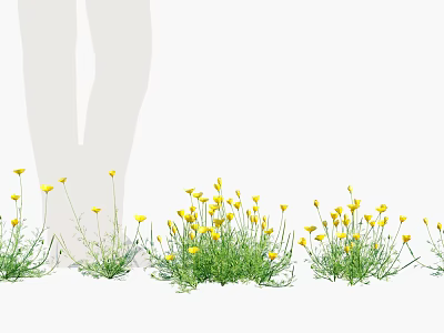 Clumps Of Small Yellow Flowers In Green Grass With White Background 3d model