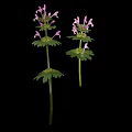 Lamium amplexicaule Perennial Herb Plant With Purple Flowers And April To June Bloom