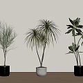 Three Different Bonsai Potted Plants with Lush Slender and Broad Leaves on Wooden Floor