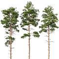 Tall Arbor Trees With Straight Trunks Lush Foliage And Natural Forest View