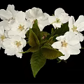 Beautiful White Cherry Blossoms With Green Leaves On Black Background 3d model