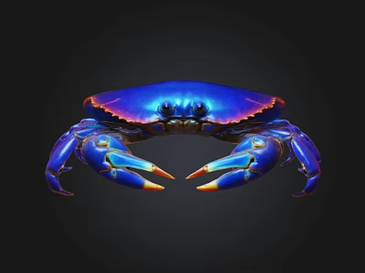 Vibrant Blue And Purple Crab As Colorful Aquatic Animal With Shiny Shell 3d model