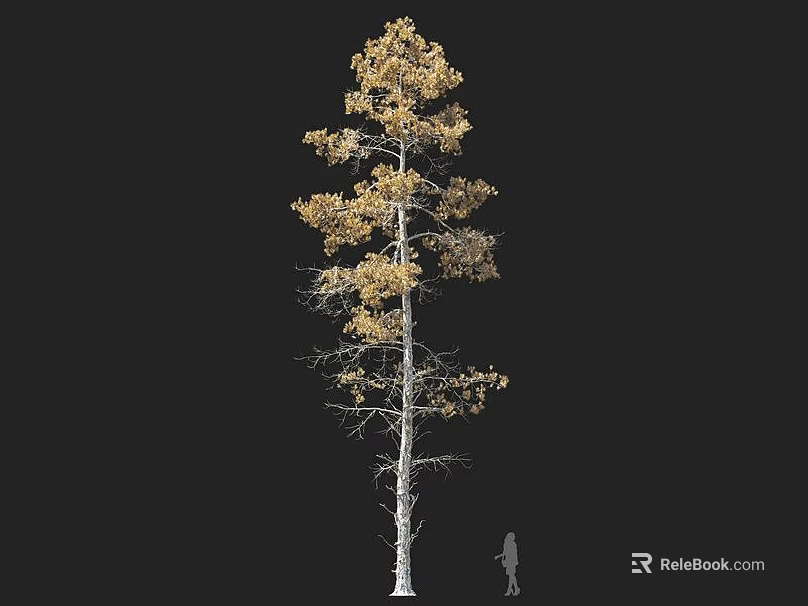 Tall Arbor With Yellow Leaves And Slender White Trunk Human Figure For Scale 3d model 