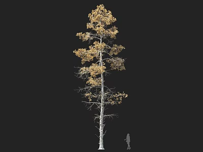 Tall Arbor With Yellow Leaves And Slender White Trunk Human Figure For Scale 3d model