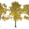 Three Autumn Trees With Golden Yellow Leaves And Dark Trunks On White Background