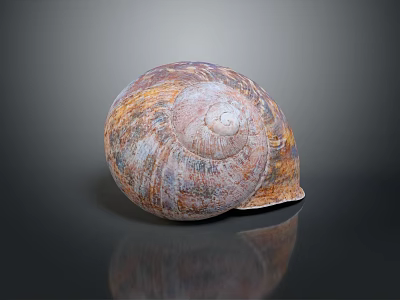 Unique Colorful Textured Marine Snail Shell Showcased On Dark Reflective Background 3d model