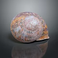 Unique Colorful Textured Marine Snail Shell Showcased On Dark Reflective Background