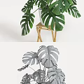 Monstera Potted Plant in White Pot on Wooden Stool with White Background