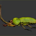 Vibrant Green Beetle With Curved Brown Horns And Colorful Legs On Dark Reflective Surface