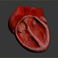 Human Heart Anatomical 3D Rendering With Internal Chambers Detailed Structure View 3d model