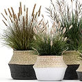 Stylish Potted Bonsai Plants in Woven Black and White Baskets with Grass Like Leaves