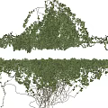 Lush Green Vines With Trailing Branches And Dense Foliage Growth