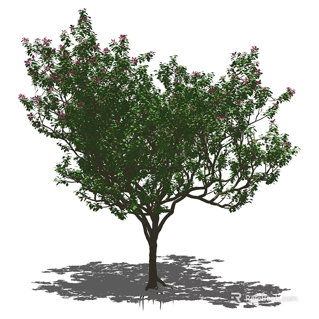 Tall Arbor with Green Leaves Pink Flowers and Brown Trunk in Sunlight Shadow 3d model 