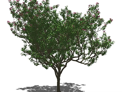 Tall Arbor with Green Leaves Pink Flowers and Brown Trunk in Sunlight Shadow 3d model