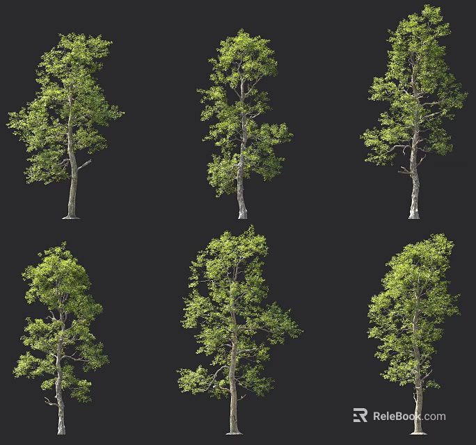 Various Arbor Trees With Lush Green Foliage And Tall Trunks Displayed In Different Angles 3d model 