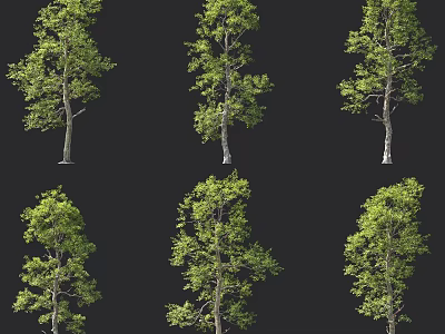 Various Arbor Trees With Lush Green Foliage And Tall Trunks Displayed In Different Angles 3d model