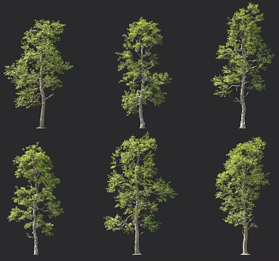 Various Arbor Trees With Lush Green Foliage And Tall Trunks Displayed In Different Angles 3d model