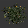 Potted Citrus Tree with Yellow Fruits in Brown Patterned Pot Against Dark Background