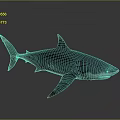 Dark Colored Shark In Swimming Pose With White Underbelly Red Mouth Sharp Teeth