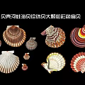 Shell mussel sea shellfish pearl shellfish large particle color scallop 3d model