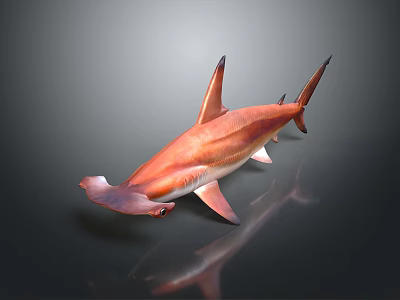 Orange Hammerhead Shark With Distinctive Hammer Shaped Head Vibrant Coloration And Sleek Body Design 3d model