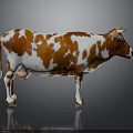 Brown And White Cow Standing On Black Floor With Reflection Against Gray Background
