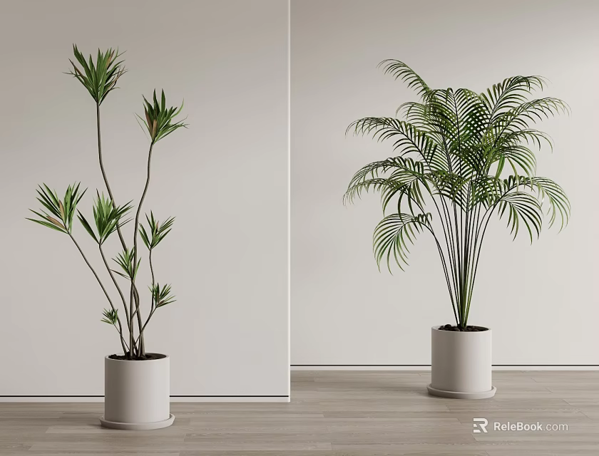 Indoor Bonsai Potted Plants With Green Leaves In White Pots On Wooden Floor 3d model 