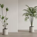 Indoor Bonsai Potted Plants With Green Leaves In White Pots On Wooden Floor