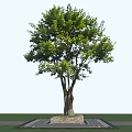 Lush Green Tree With Multiple Trunks Against Blue Sky On Paved Ground