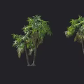 Various Form Palm Trees With Different Trunks And Green Leaves 3d model