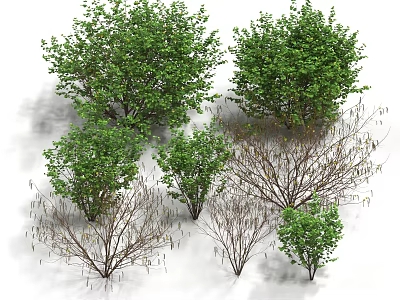 Various Types Of Trees With Green Leaves And Bare Branches For Landscape Use 3d model