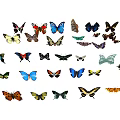 Flying Animals Butterflies with Various Colors Different Patterns and Diverse Species