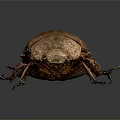 Brown Beetle With Shiny Textured Shell And Colorful Legs On Dark Surface