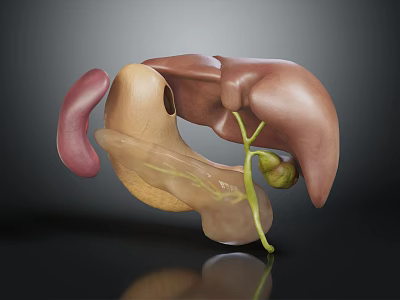 3D Anatomical Model of Human Organs Displaying Liver Gallbladder and Stomach Details 3d model