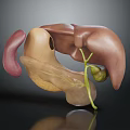 3D Anatomical Model of Human Organs Displaying Liver Gallbladder and Stomach Details