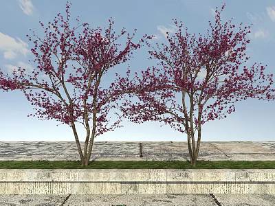 Two Deciduous Trees With Purple Flowers And Branches Against Blue Sky And Stone Pavement 3d model
