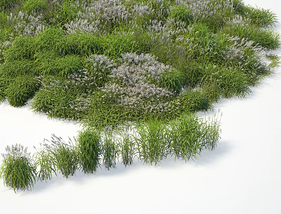 Modern grass plant Amur 3d model Modern grass plant Amur 3d model
